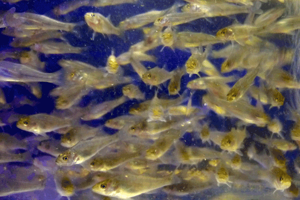 Siebzig Tage alte Zandersetzlinge mit sehr gutem Korpulenzfaktor reproduziert von den Smartfischen in geschlossener Kreislaufanlage zur Zander Hatchery. Noch sind die Jungfische kleine Kannibalen mit unvollständiger Trockenfutter Adaptation.